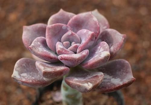 「花草」养多肉紫乐 ，这“3怕”定要躲避，现在改正，上色简单爆头快