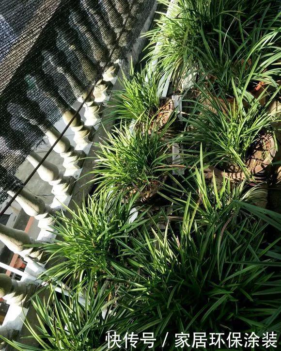  [些花友养]兰花养爆了盆，春天1个小技巧，分出20盆，瞬间变大户！