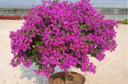  花钱|4种花太贵别买了,掐个枝就能活,能省不少买花钱!