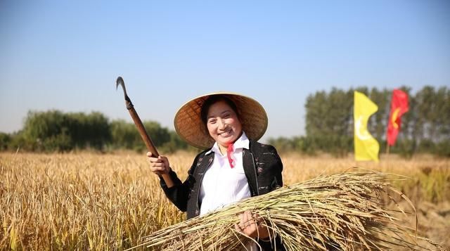  「增产」九种小麦增产技术，赶紧过来学学吧！30年老农民经验分享