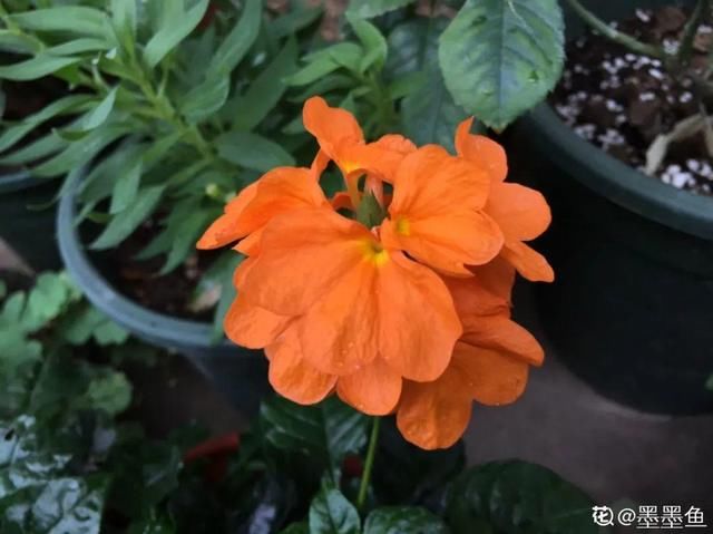  『光照』30种耐阴花，室内光照不佳，也能全年开花
