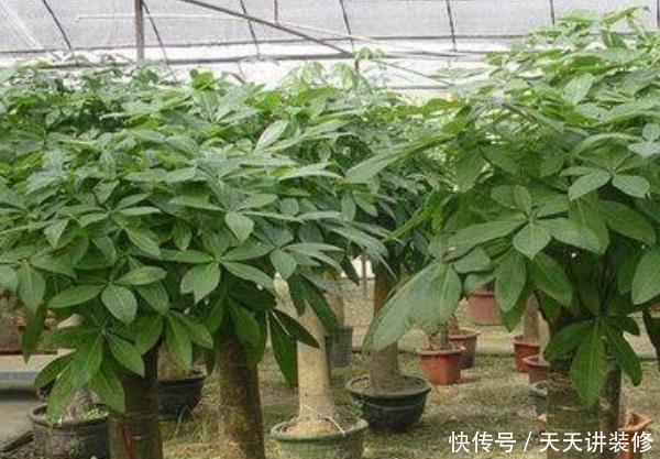  『家里』别在家里乱养花！这4种花“旺财镇宅又养人”，尤其是第三种！