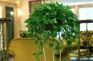  「从一盆翠绿」俗话说“一颗绿萝七个鬼”，家中能不能养绿萝？老先生这样说！