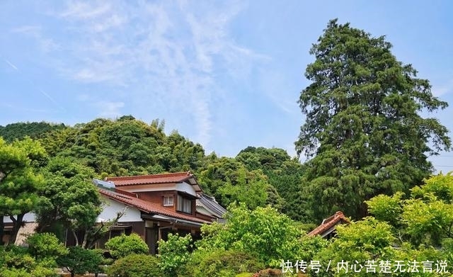 隐于市的日本这座寺庙，是日本人求姻缘的首选，也是赏花的好地方