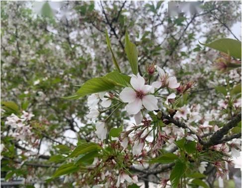  #新区#城管文化|醉美新区，扮靓城市的那些花儿