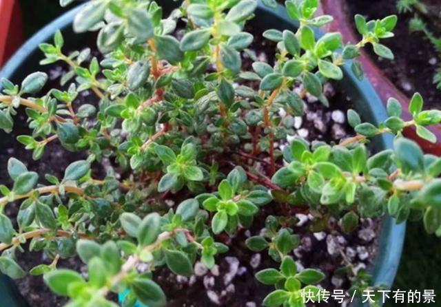 『香草植物』盆栽水果不容易,不如种上5种水果味香草,养护简单,随采随吃
