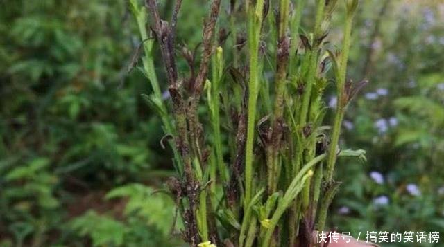 农村地区有一种野草，很多人都觉得是杂草，不知道它的药用价值！