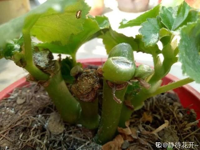 「图片作者」10种花,春天不能晒,躲屋里最安全!