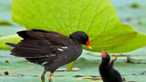  养殖|国家大力扶植养殖业，这四个养殖项目投资“有前景”，回报