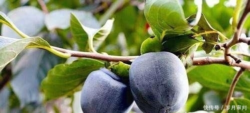  新品种@没见过的新品种，亩产8000斤，一斤30元，网友：看着下不