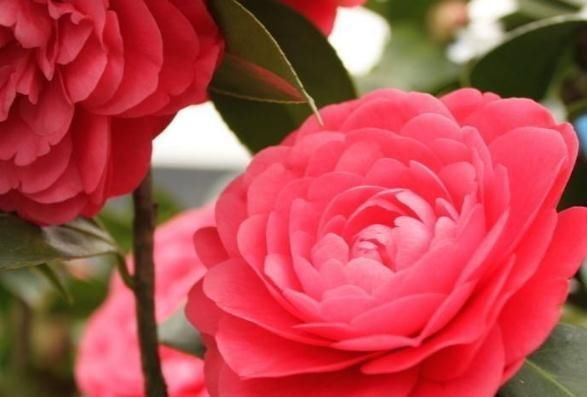  [随便]“3种花”花朵数不清，阳台随便摆一盆，花一开就是“花瓣雨”
