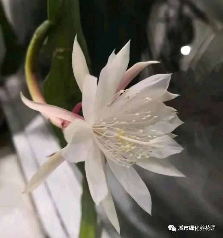  修剪：剪掉昙花叶片上的很多侧芽可以吗？不要进入养护误区，小心不开花