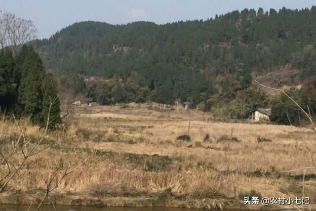 农村成空心，土地被搁置荒芜，农村荒芜的土地该怎么办？