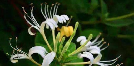  氧吧：“病菌”最怕这4种植物，养一盆消毒除异味，室内变“氧吧”！