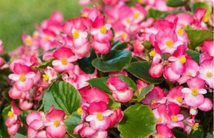  「角堇」养花就养这几款，全年开花不停，养在阳台特合适，变成小花园
