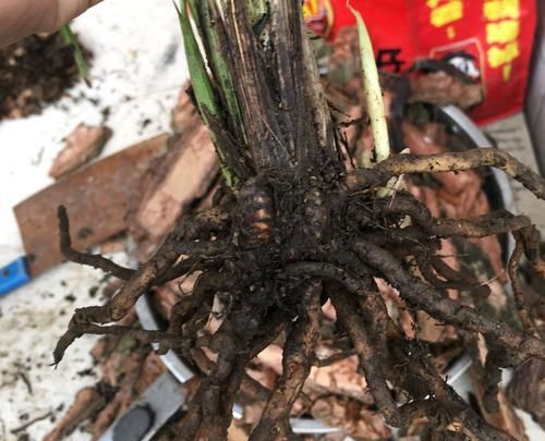  「上图可以看」塑料高腰盆养兰花总是烂根？养功不到位可不要怪盆，关键在透气