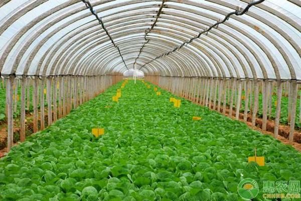 杰哥助农:农村种啥赚钱?2018年农村种植致富