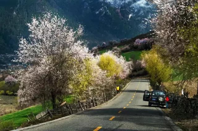 再过一个月，国内这处桃花盛景就要藏不住啦！囊括高原最美雪山！