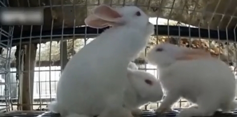  【小伙】农村小伙投资3万养獭兔 一年纯收入40万 三年身价上亿