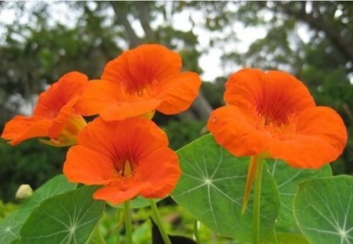  心爱：喜欢在家中养护心爱的花花，就可以选花枝招展，花色绚丽的3种花