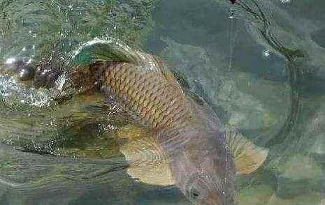  #漂快速顶起又快速落#浮漂顶起又落下，提竿却均不中鱼解读3种奇怪漂相不中鱼的原因