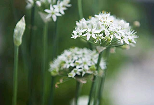 「韭菜花」阳台用韭菜盆栽,一年可收获一次。这种花也可以做成韭菜花,味道鲜美