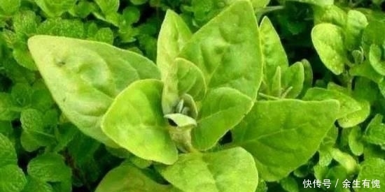  「蔬菜」以前一直认为的杂草野草，现在一斤十元，却成了高级蔬