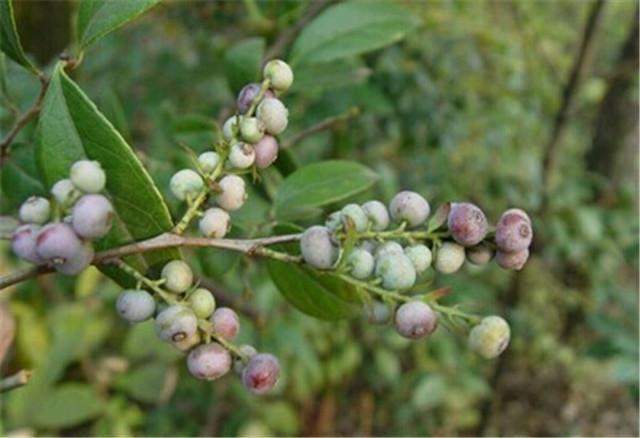  「地上」农村山里的野果落在地上无人采，但城里却卖几十块钱，