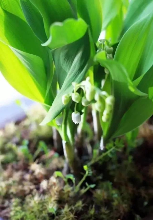  耐阴的观赏@这10种花即便没有阳光也能开花，很多朋友都不信，你养过吗？