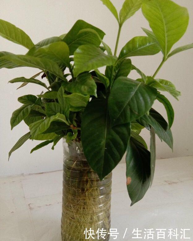 「天一」养花技巧:安全度夏水培花,天一热就养它,1杯水养爆盆