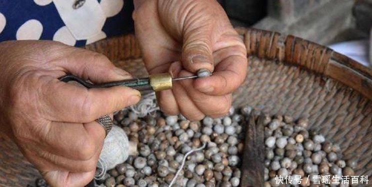 农村一草俗称“来尿珠”，曾被农民做门帘，如今最高卖30元一斤