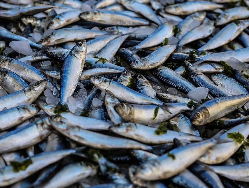 中国卖出“天价”的4种鱼，长江刀鱼今年禁捕，有钱你都买不到！