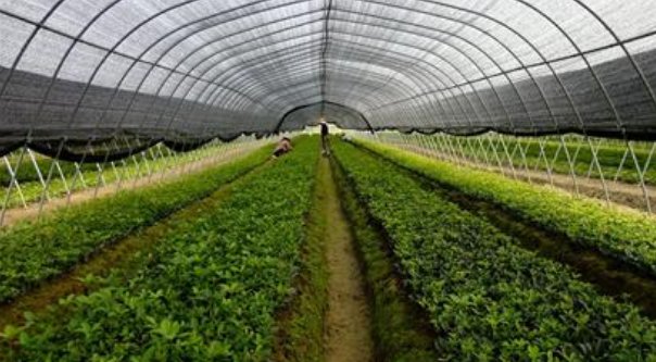  「中招」农村新骗局针对农村农业大户，有不少人已中招