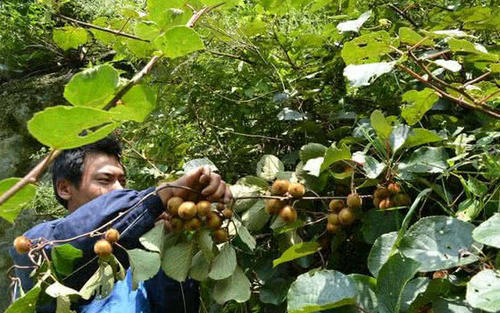 模样像洋葱的野果子，是一种难得的好药材，名字很霸气