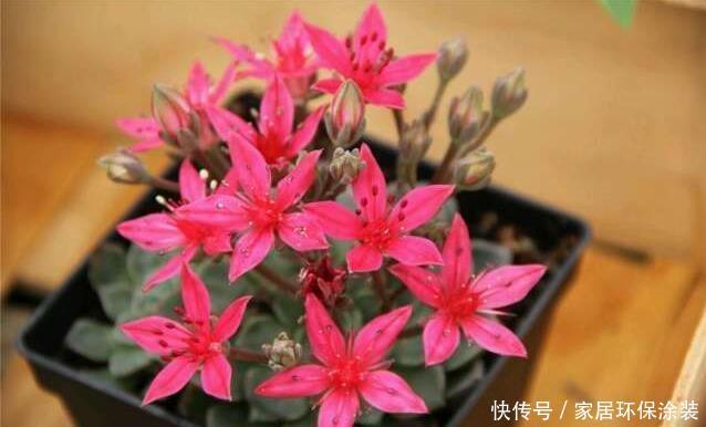【独特】新手养花,不如养观赏精品:美丽莲,花色独特,十分美丽