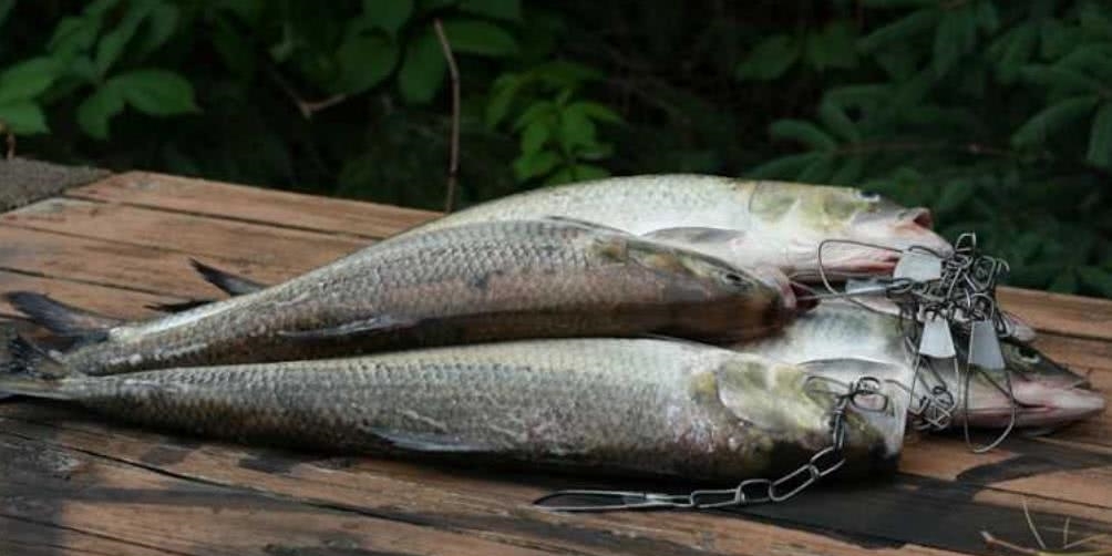 与长江刀鱼齐名，野生的80年代已经绝迹，养殖品一斤160元