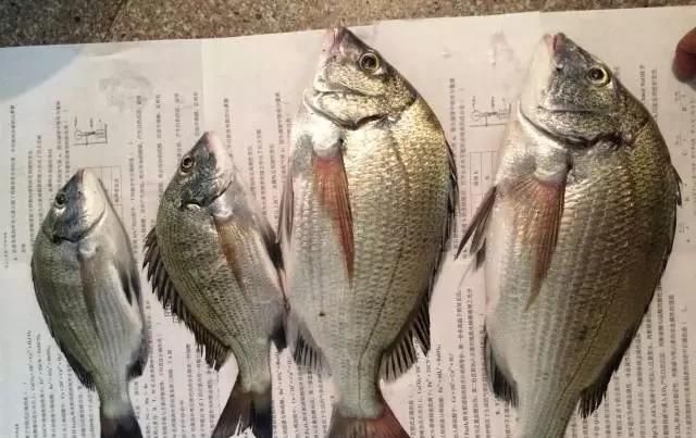  「东山叫红」46种海钓常见的鲷类鱼，最后一种高价的鱼原来也是鲷鱼，才知道