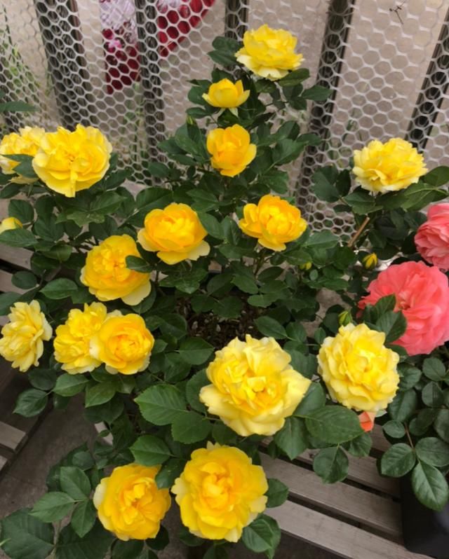  『时间是秋』买花也要看季节，买错了，养不活还浪费钱
