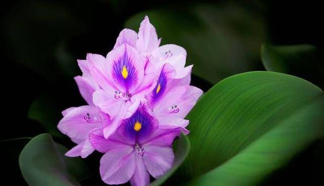  #名字#3种花名字很俗气，但开花很漂亮，韵味十足上档次，谁养谁喜欢