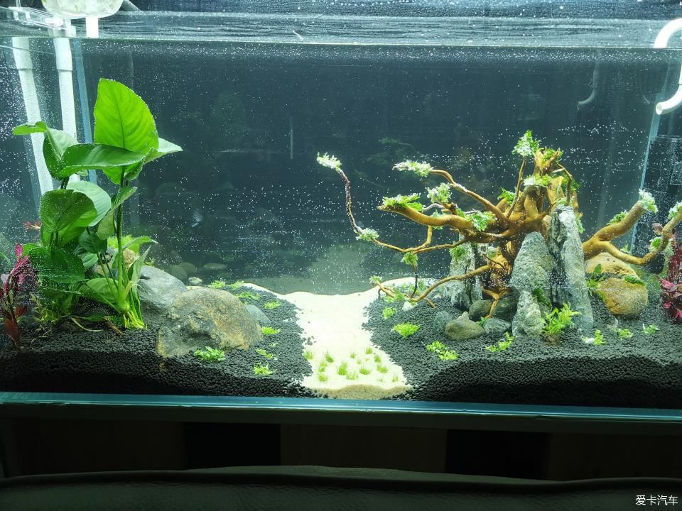  『水质』我家的花花草草第十四季-新手折腾水草缸
