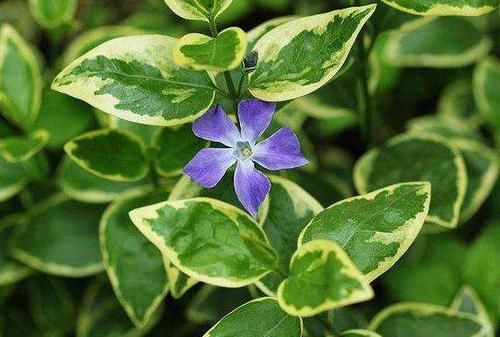  #绿萝#6种花，耐阴色彩多，比绿萝还好养，挂在半空中，不占空间还好看