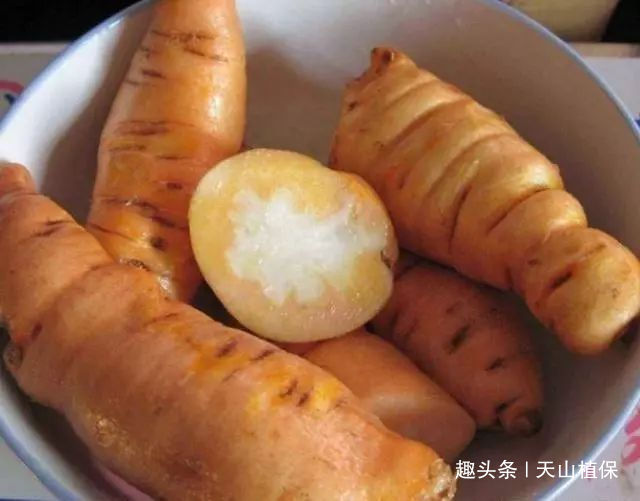  红薯|农村一种野草，根酷似红薯，治白发有特效，今卖50元一斤成