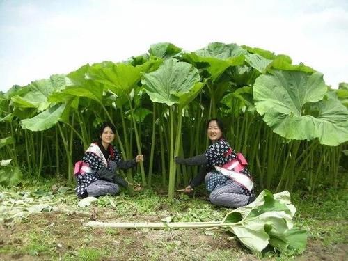  『绣球』一种野草花似“小绣球”，长出大荷叶，一片叶子炒一盘，绝顶美味