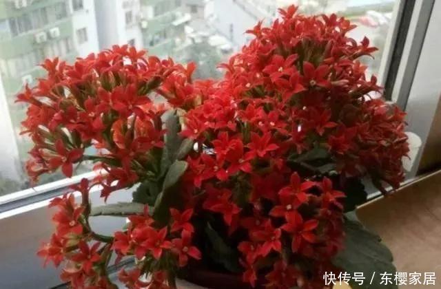  盆栽|自己养的花不要再乱送了，这3款养人又招财，盆栽忒讨人青睐