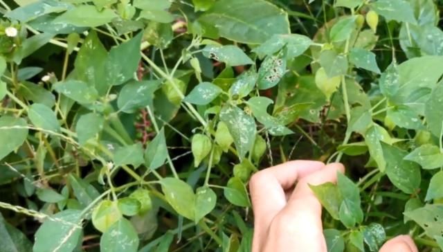  #果实#农村这种野果叫“姑娘”，以前不花钱多到吃不完，现在一