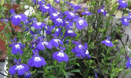  『开花』这4款小花，花量大又好养，随便一养绚丽多彩，阳台成“花海”