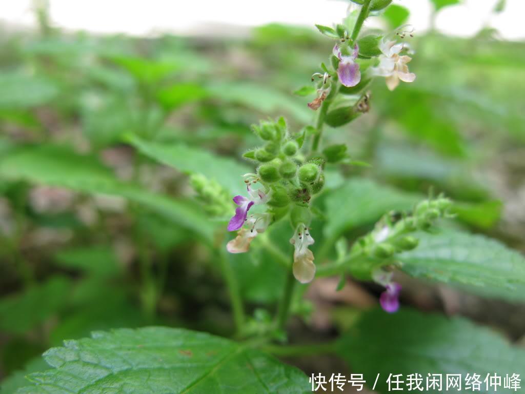 农村山里一种野草，蛇见到就怕，人称“血见愁”，是治蛇伤良药