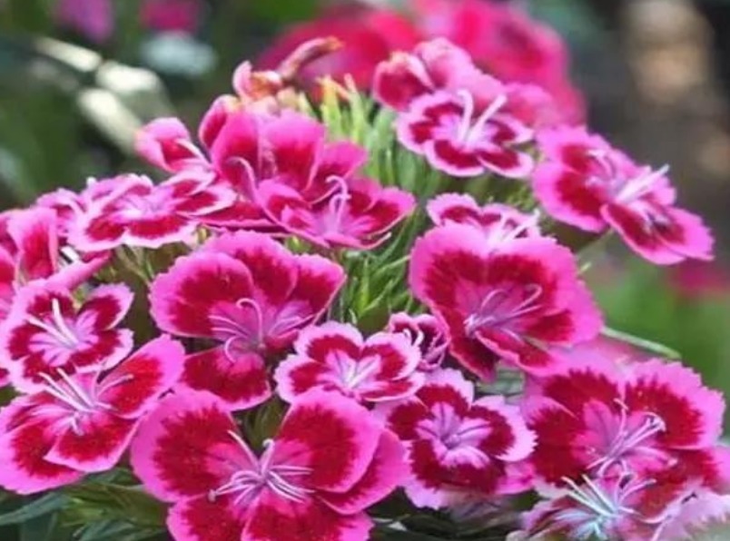 石竹花|春季养上“4种花”,好养不说,花量还大,花开艳丽,好运来!