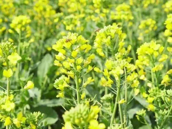 一起“云”赏花 | 安宁螳螂川:油菜花开满眼春【2020热门旅游景点】