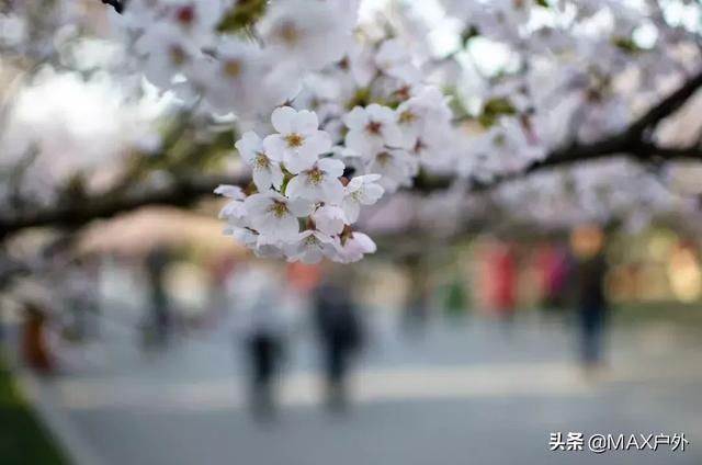 国内最美的10处赏樱地， 70万株樱花树烂漫惹人醉